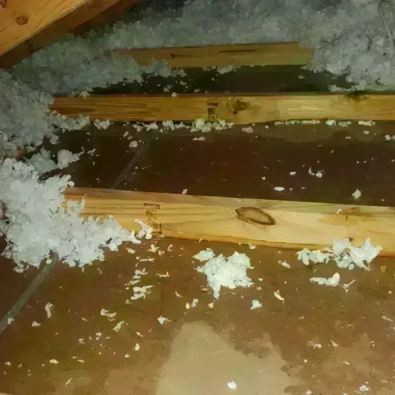 Attic Water Damage in Pharr, TX