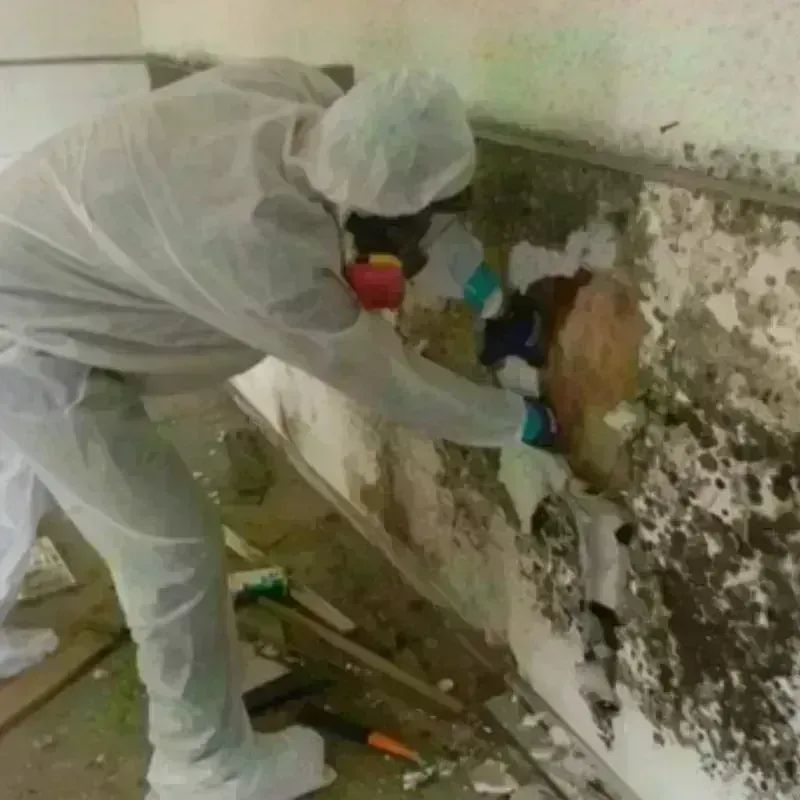 Mold Remediation and Removal in Pharr, TX